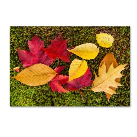 Michael Blanchette Photography 'Leaves On Moss' Canvas Art,30x47
